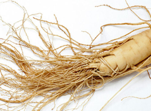 NauTea – Siberian Ginseng (Eleutherococcus senticosus)