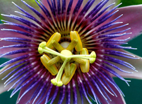 NauTea – Passion Flower