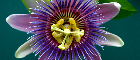 NauTea – Passion Flower