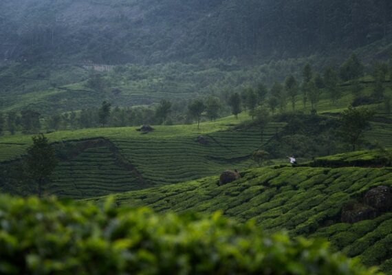 Tea plantation hills